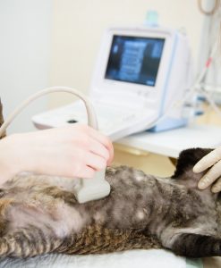 Veterinary Diagnostic Ultrasound in Freeland, PA | Northeast Animal  Hospital, Inc.